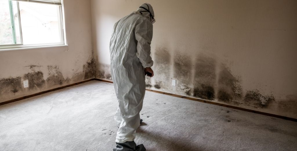 How to Choose the Right Mold Remediation Company Near You