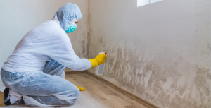 mold remediation