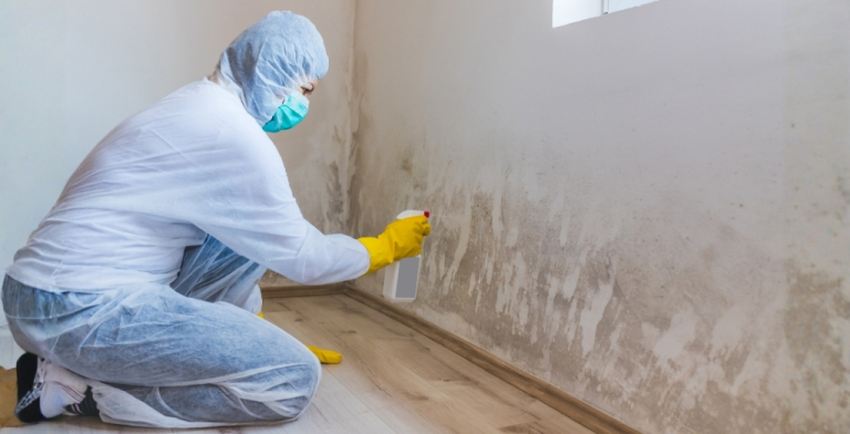 mold remediation