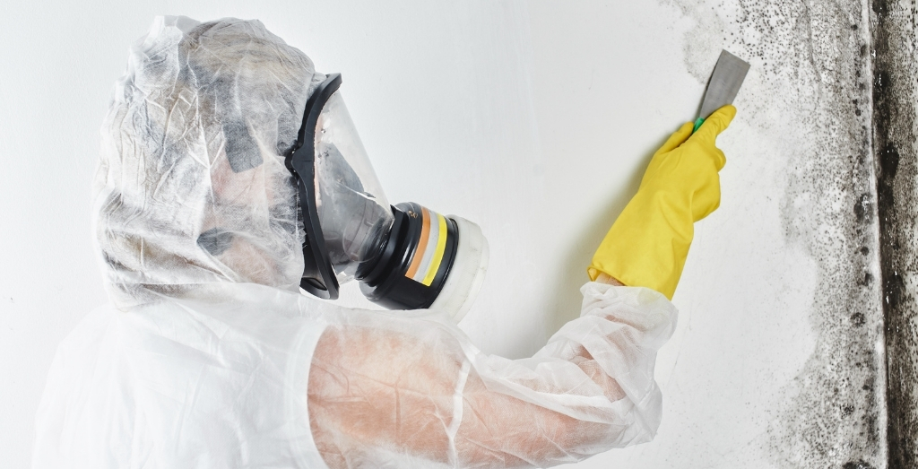 mold damage remediation