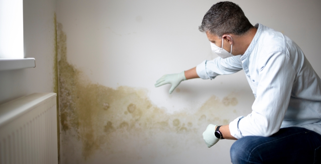 mold remediation
