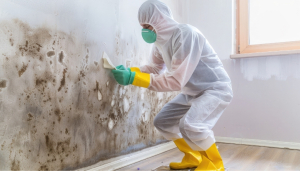 mold remediation