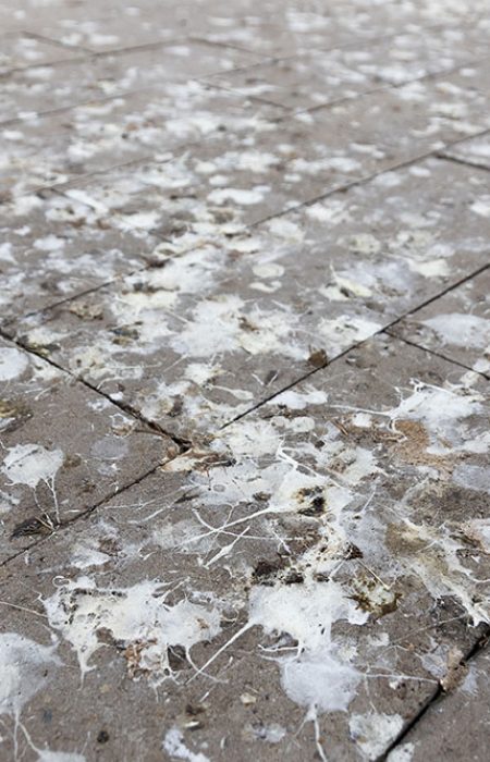 Sidewalk grainy the surface is covered with of bird shits. Background with bird droppings.